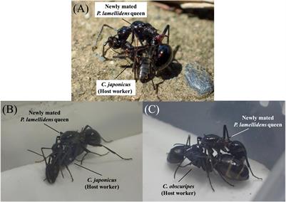 Molecular Evidence of Chemical Disguise by the Socially Parasitic Spiny Ant Polyrhachis lamellidens (Hymenoptera: Formicidae) When Invading a Host Colony